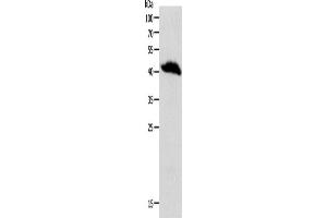 Western Blotting (WB) image for anti-Opiate Receptor-Like 1 (OPRL1) antibody (ABIN2426761) (OPRL1 antibody)