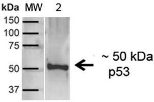 Western blot analysis of Human A431 showing detection of ~43. (p53 antibody  (C-Term) (PE))