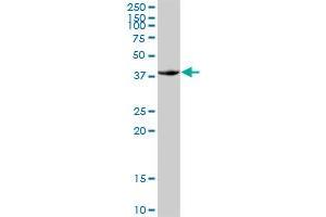 FOSB MaxPab rabbit polyclonal antibody. (FOSB antibody  (AA 1-289))