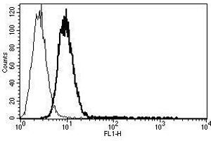 A typical staining pattern with the B-C34 monoclonal antibody of KG-1a cell line (CD34 Class I antibody)