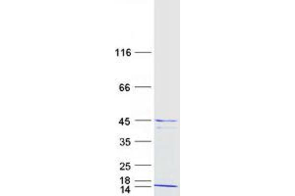 H2AFY Protein (Transcript Variant 2) (Myc-DYKDDDDK Tag)