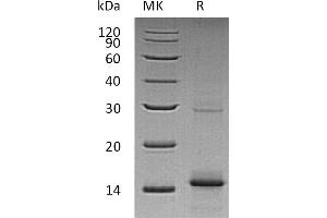 Greater than 95 % as determined by reducing SDS-PAGE. (GDF5 Protein)