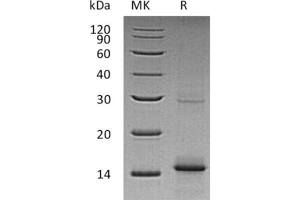 GDF5 Protein