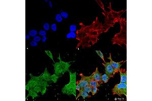 Immunocytochemistry/Immunofluorescence analysis using Mouse Anti-Brevican Monoclonal Antibody, Clone S294A-6 . (BCAN antibody  (AA 219-655) (HRP))