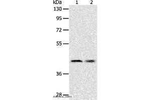 Western blot analysis of Human fetal liver tissue and Hela cell, using SERPINA5 Polyclonal Antibody at dilution of 1:700 (SERPINA5 antibody)