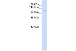 Western Blotting (WB) image for anti-Ubinuclein 1 (UBN1) antibody (ABIN2459132) (Ubinuclein 1 antibody)