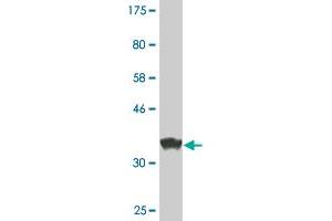 Western Blot detection against Immunogen (36. (MAF antibody  (AA 304-403))