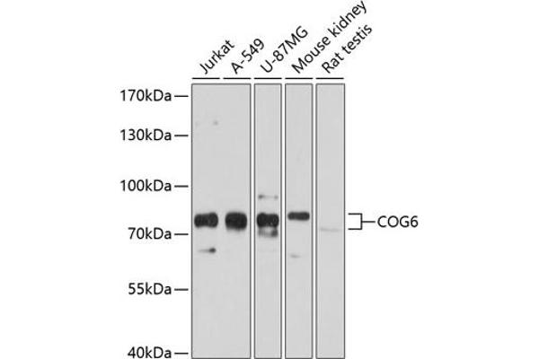 COG6 antibody  (AA 508-657)