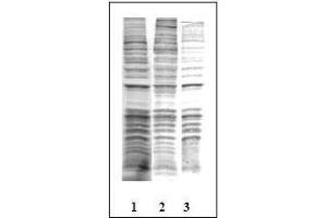 Western Blotting (WB) image for anti-Phosphothreonine (phosphorylated) antibody (ABIN126868) (Phosphothreonine antibody  (phosphorylated))