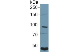 Insulin Receptor antibody  (AA 1027-1364)