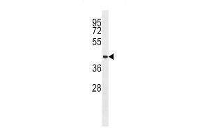 Western blot analysis in HepG2 cell line lysates (35ug/lane). (MCRS1 antibody  (N-Term))