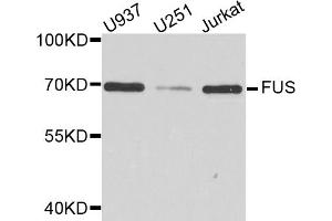 Western blot analysis of extracts of various cell lines, using FUS antibody. (FUS antibody)
