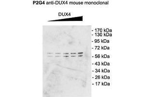 Western Blot analysis of Mouse C2C12 cell lysate showing detection of DUX4 protein using Mouse Anti-DUX4 Monoclonal Antibody, Clone P2B1 . (DUX4 antibody  (C-Term) (Atto 488))
