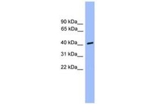 CSNK1A1L antibody  (C-Term)