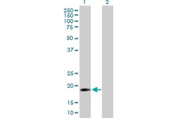 IFNA16 antibody  (AA 1-189)