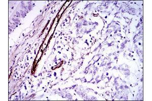 Immunohistochemistry (IHC) image for anti-Goosecoid Homeobox (GSC) (AA 191-257) antibody (ABIN1845980) (GSC antibody  (AA 191-257))