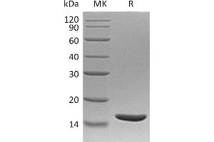 Greater than 95 % as determined by reducing SDS-PAGE. (TNF alpha Protein)