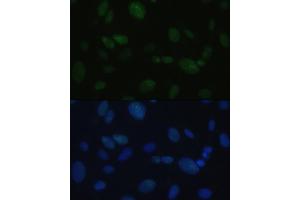 Immunofluorescence analysis of U-2OS cells using DNA-PKcs antibody (ABIN6134326, ABIN6146218, ABIN6146219 and ABIN6223647) at dilution of 1:100. (PRKDC antibody)