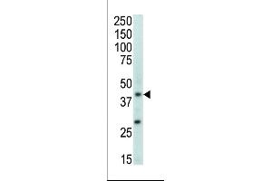 Western blot analysis of anti-MAPK11 Pab in mouse brain tissue lysate (MAPK11 antibody  (AA 334-366))