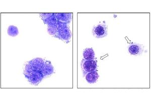 Image no. 2 for PhoenixDx® Mycoplasma Mix (ABIN6720774)