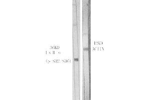 Western Blot analysis of various cells using Phospho-IκB-α (S32/S36) Polyclonal Antibody. (NFKBIA antibody  (pSer32))