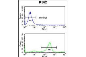 Flow cytometry analysis of K562 cells (bottom histogram) compared to a negative control cell (top histogram). (Tetraspanin 2 antibody  (AA 109-137))