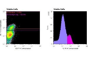 Flowcytometry of huSSECTM cell line overexpressing hFcRn-EGFP labeled with clone ADM31  primary Ab and Texas Red™ conjugated anti-mouse secondary. (FcRn antibody)