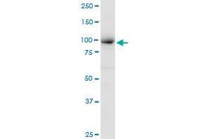 MCM4 MaxPab polyclonal antibody. (MCM4 antibody  (AA 1-863))