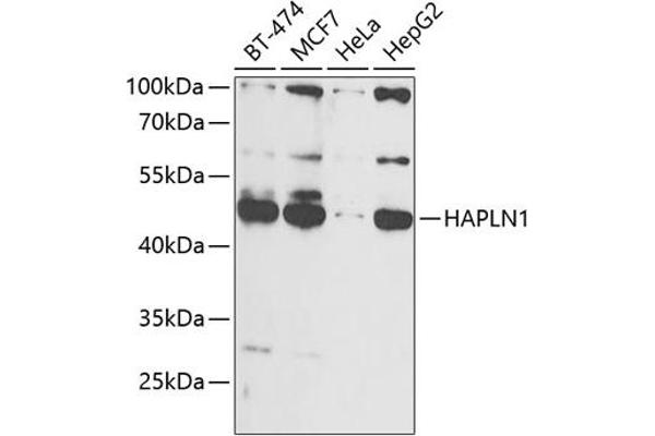 HAPLN1 antibody  (AA 165-354)