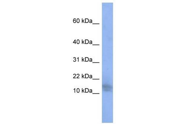 SPATA5 antibody  (Middle Region)