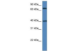 WB Suggested Anti-MPO AntibodyTitration: 1. (Myeloperoxidase antibody  (N-Term))