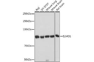 Western blot analysis of extracts of various cell lines, using ELMO1 Rabbit mAb (ABIN7266951) at 1:1000 dilution. (ELMO1 antibody)
