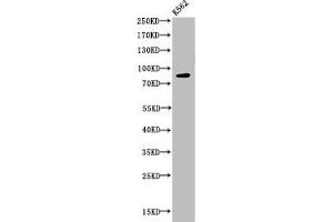 Western Blot analysis of K562 cells using Acetyl-HSP 90 (K292/284) Polyclonal Antibody (HSP9AA1 (acLys284), (acLys292) antibody)