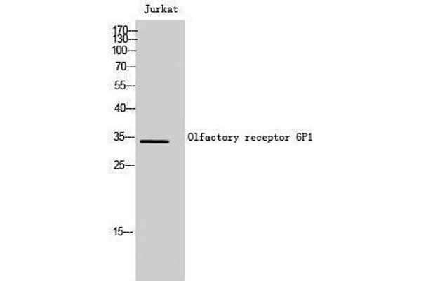 OR6P1 antibody  (Internal Region)