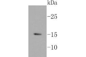 Lane 1: BT-20 cell lysates, probed with HDAC2 (3B7) Monoclonal Antibody  at 1:1000 overnight at 4˚C. (Histone H3.3 antibody)