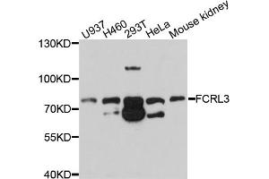 Western blot analysis of extracts of various cell lines, using FCRL3 antibody (ABIN5997730) at 1/1000 dilution. (FCRL3 antibody)