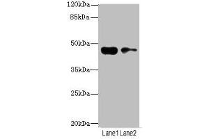 Western blot All lanes: CCNE2antibody at 3. (Cyclin E2 antibody  (AA 255-404))