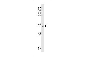 Western blot analysis in HepG2 cell line lysates (35ug/lane). (P2RY10 antibody  (AA 125-153))