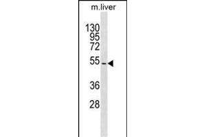 TBX15 Antibody (N-term) (ABIN1539402 and ABIN2849989) western blot analysis in mouse liver tissue lysates (35 μg/lane). (T-Box 15 antibody  (N-Term))