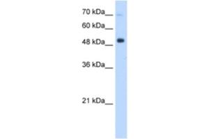 Western Blotting (WB) image for anti-Interferon Regulatory Factor 9 (IRF9) antibody (ABIN2460196) (IRF9 antibody)