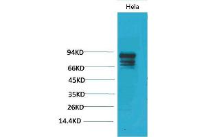 Western Blot (WB) analysis of HeLa using Stat3 Polyclonal Antibody. (STAT3 antibody)