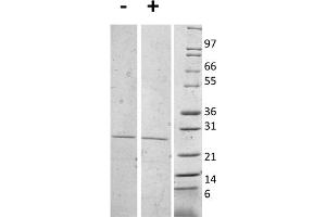 SDS-PAGE of Mouse Interleukin-27 (p28) Recombinant Protein (Animal Free) SDS-PAGE of Mouse Interleukin-27 (p28) Animal Free Recombinant Protein. (IL-27 Protein)