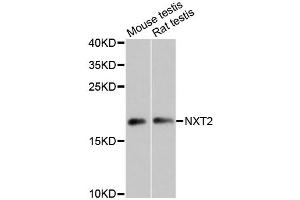 Western blot analysis of extracts of various cell lines, using NXT2 antibody (ABIN6294013) at 1:3000 dilution. (NXT2 antibody)