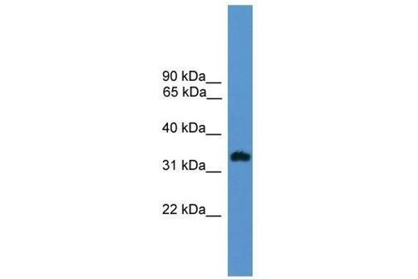 OR1L8 antibody  (C-Term)