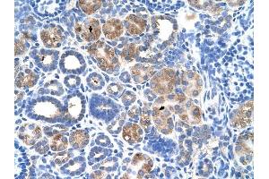 C5ORF4 antibody was used for immunohistochemistry at a concentration of 4-8 ug/ml to stain Epithelial cells of renal tubule (arrows) in Human Kidney. (C5ORF4 antibody  (N-Term))