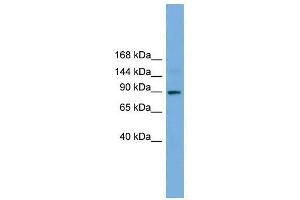 TTC27 antibody used at 0. (TTC27 抗体  (N-Term))