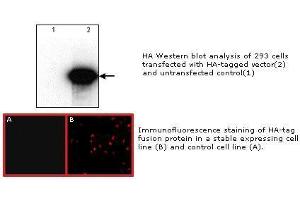 Image no. 1 for anti-HA-Tag antibody (ABIN274259) (HA-Tag antibody)