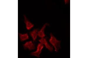 ABIN6274944 staining RAW264. (ABCC2 antibody  (Internal Region))