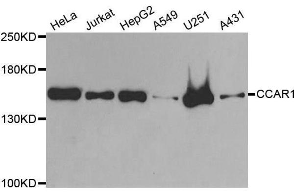 CCAR1 antibody  (AA 1-200)