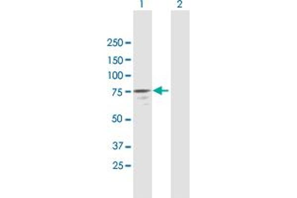 NAP1L3 antibody  (AA 1-506)